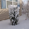 Proven Winners® Stonehenge Skinny® Yew Shrub