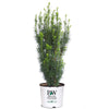 Proven Winners® Stonehenge Skinny® Yew Shrub
