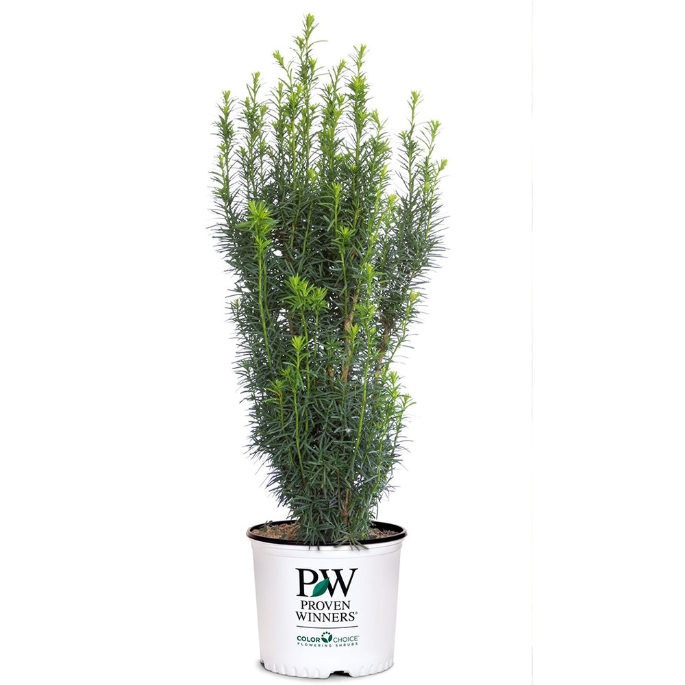 Proven Winners® Stonehenge Skinny® Yew Shrub