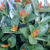 Proven Winners® Jade Turtle Cherry Laurel Shrub