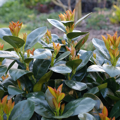 Proven Winners® Jade Turtle Cherry Laurel Shrub