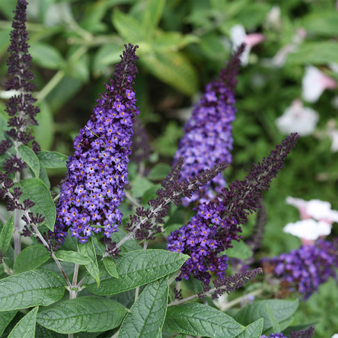 Pugster Blue® Butterfly Bush