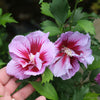 Purple Pillar® Rose of Sharon Althea