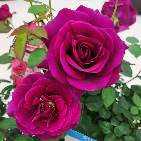 Brindabella Roses™ Purple Prince™ Rose Bush