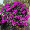 New River Purple Bougainvillea Shrub