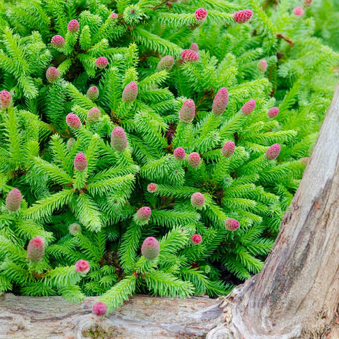 Pusch Norway Spruce Shrub