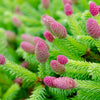 Pusch Norway Spruce Shrub