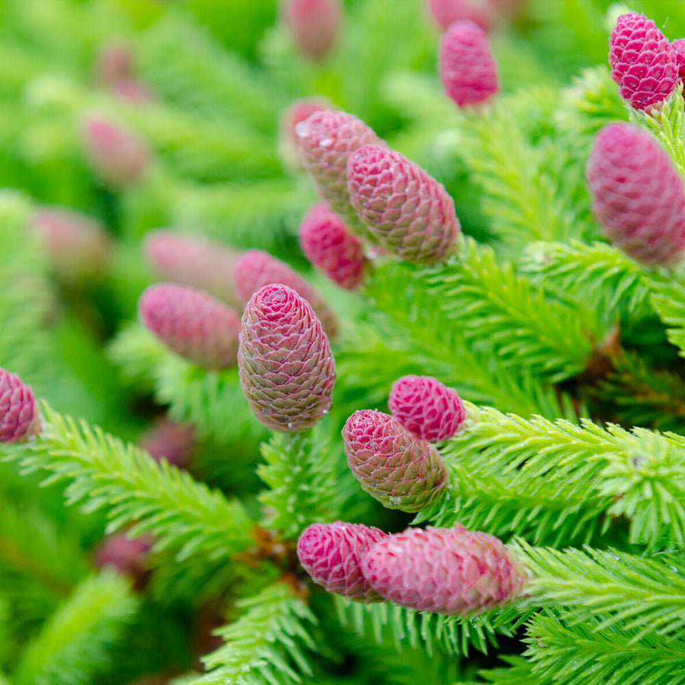 Pusch Norway Spruce Shrub