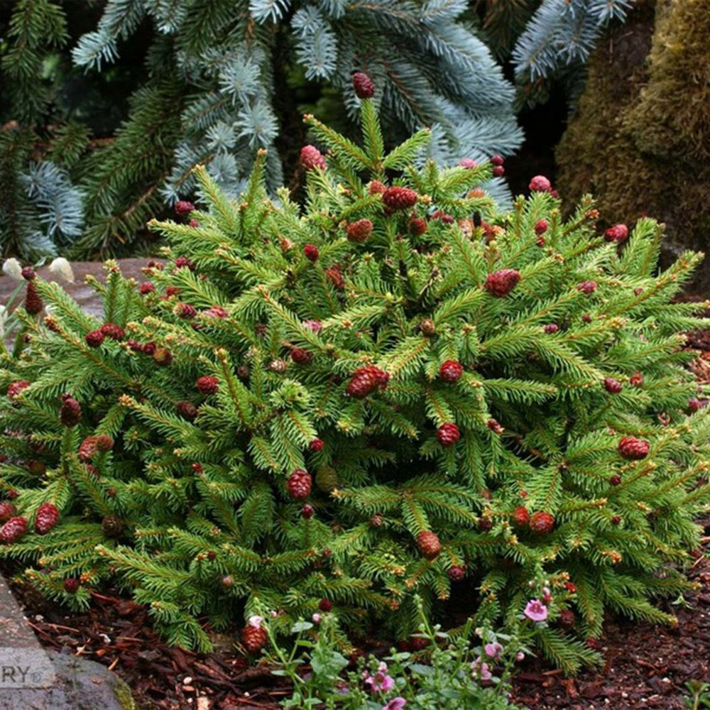 Pusch Norway Spruce Shrub