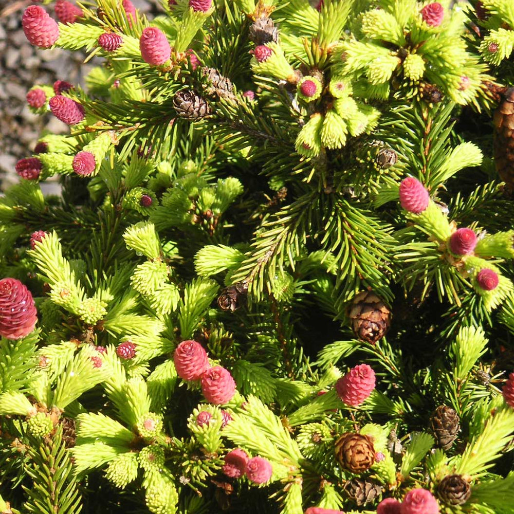 Pusch Norway Spruce Shrub