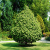 Pyramidal European Hornbeam Tree