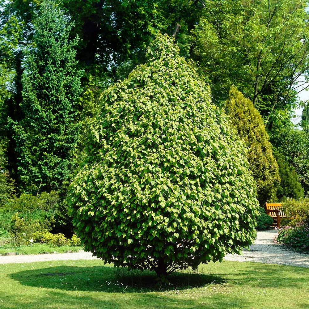 Pyramidal European Hornbeam Tree