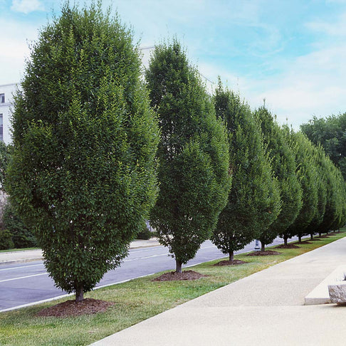 Pyramidal European Hornbeam Tree