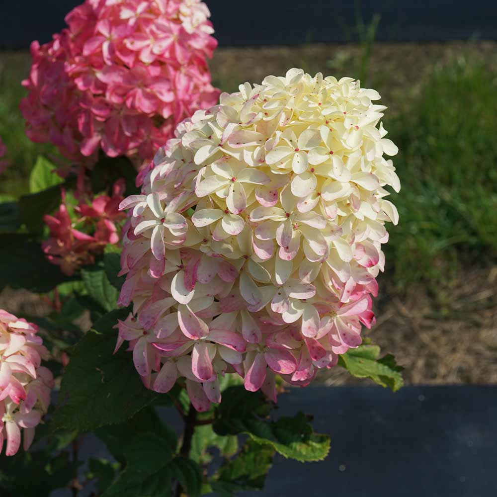 Quick Fire® Hydrangea Shrub