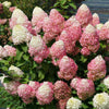 Quick Fire® Hydrangea Shrub