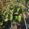 Ragin Red Dogwood Tree