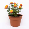 Sunblaze® Rainbow Rose in Deco Pot