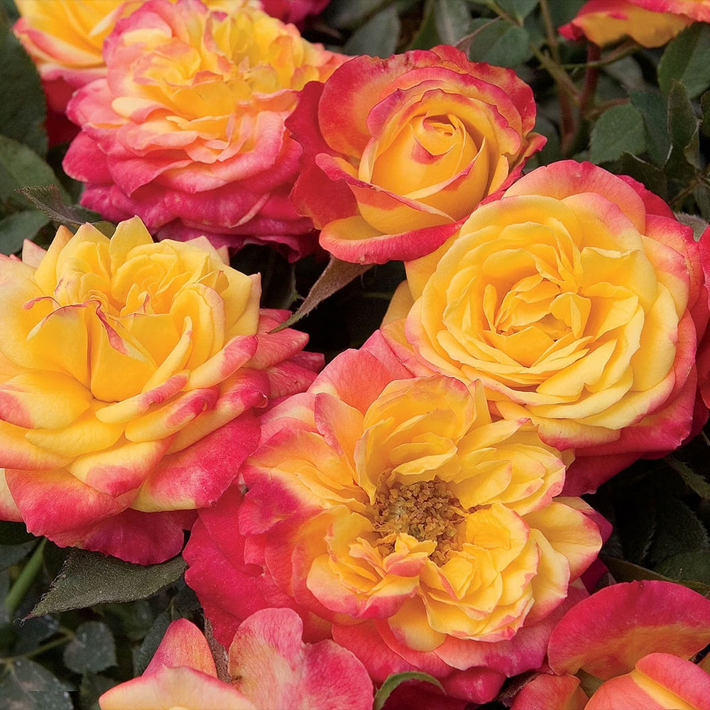 Sunblaze® Rainbow Rose in Deco Pot