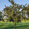 Rainier Cherry Tree