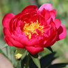 Raspberry Charm Peony