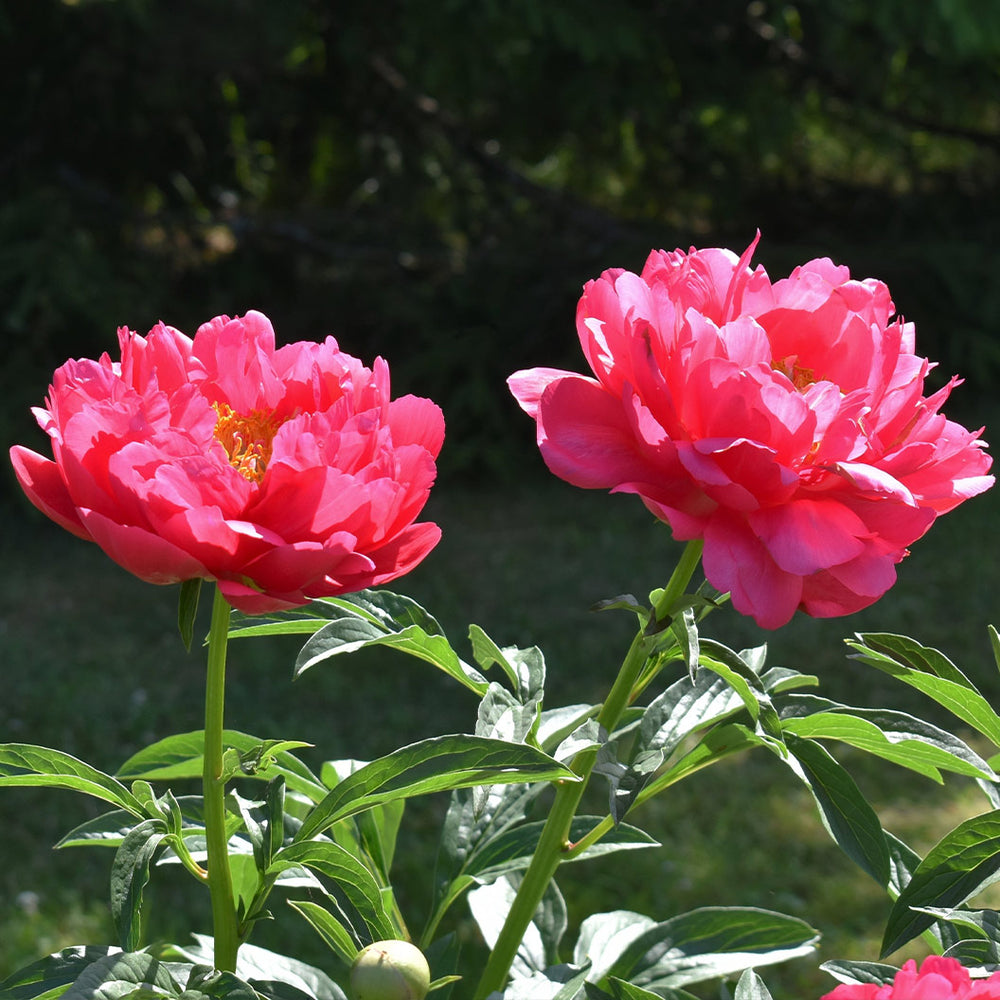 Raspberry Charm Peony