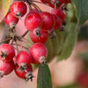 Raspberry Spear® Crabapple Tree