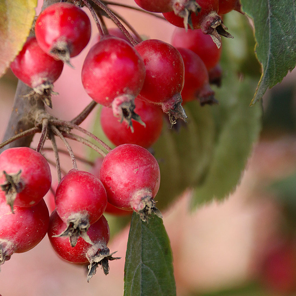Raspberry Spear® Crabapple Tree