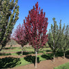 Raspberry Spear® Crabapple Tree