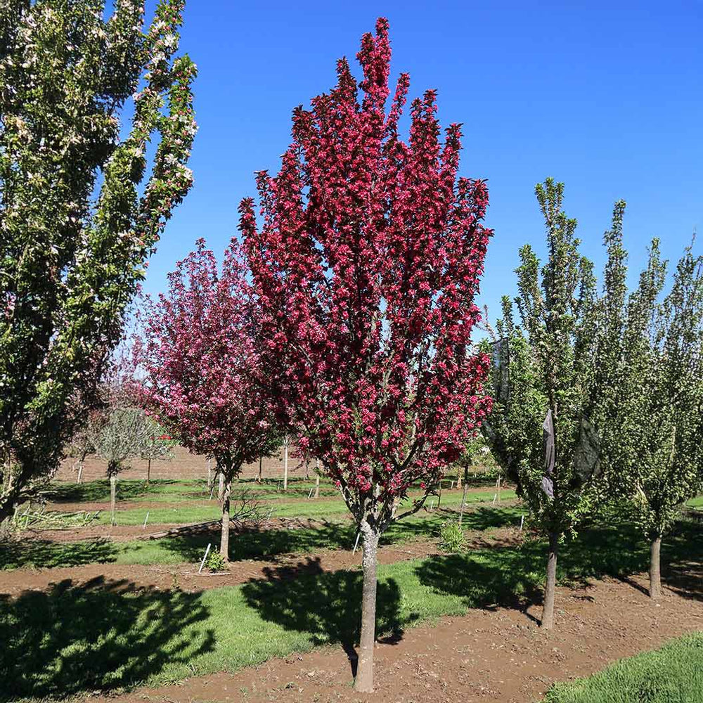 Raspberry Spear® Crabapple Tree