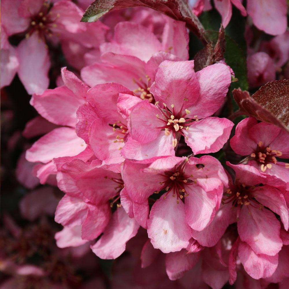 Raspberry Spear® Crabapple Tree