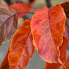Raspberry Spear® Crabapple Tree