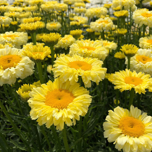 Real Goldcup REALFLOR® Shasta Daisy Plant