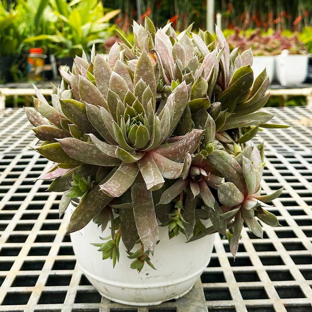 Sunvivor™ Red Beauty Hens and Chicks