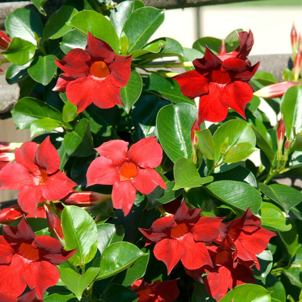 Red Crimson Diplodenia Bush