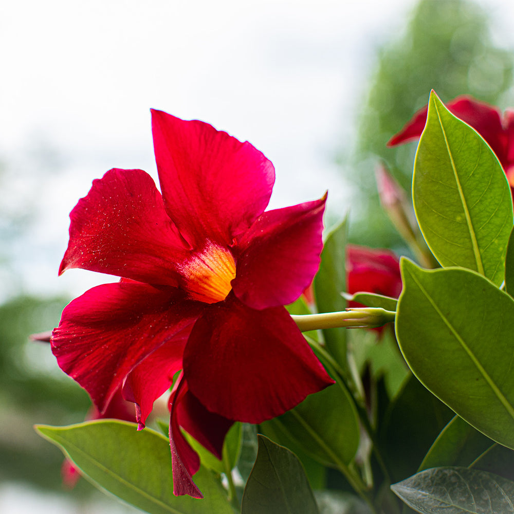 Red Crimson Diplodenia Bush