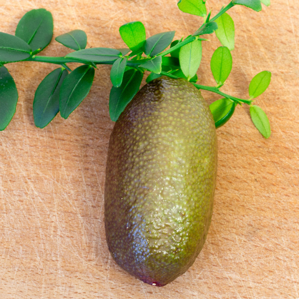 Red Finger Lime Georgia