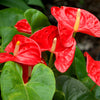 Red Heart Anthurium Plant