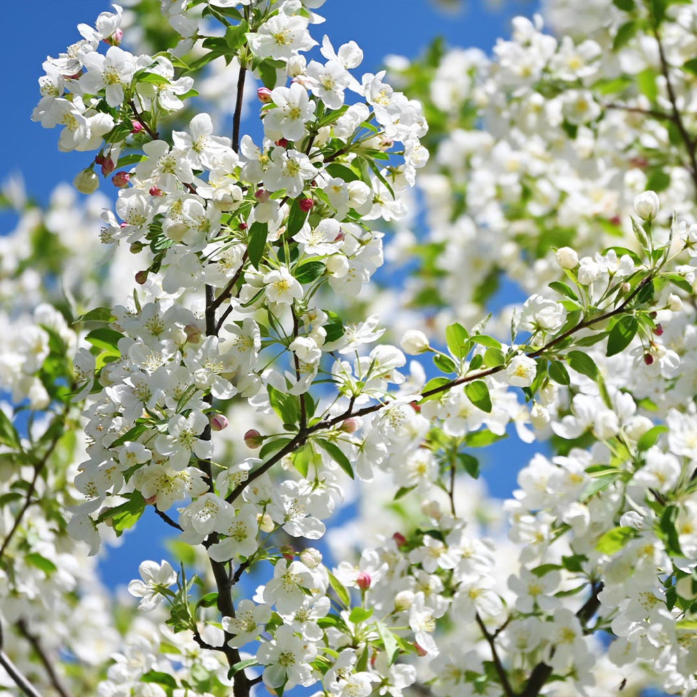 Red Jewel® Crabapple Tree