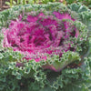 Red Kamome™ Ornamental Kale