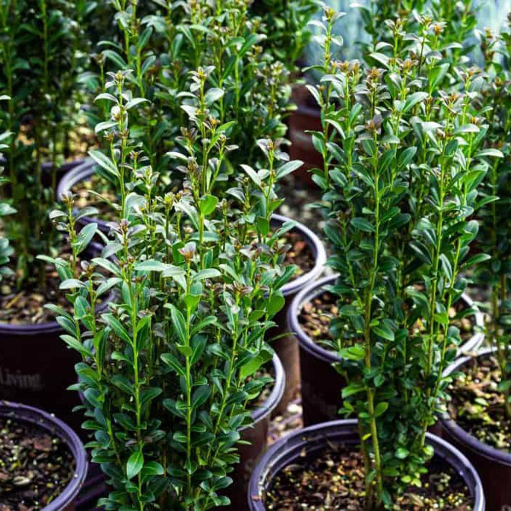 Southern Living® Red Sky™ Holly Shrub