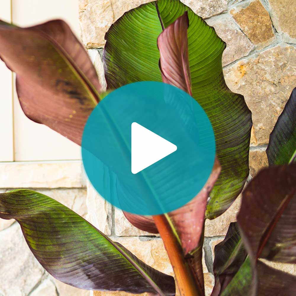 Red Abyssinian Banana Tree