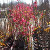 Red Baron Peach Tree California