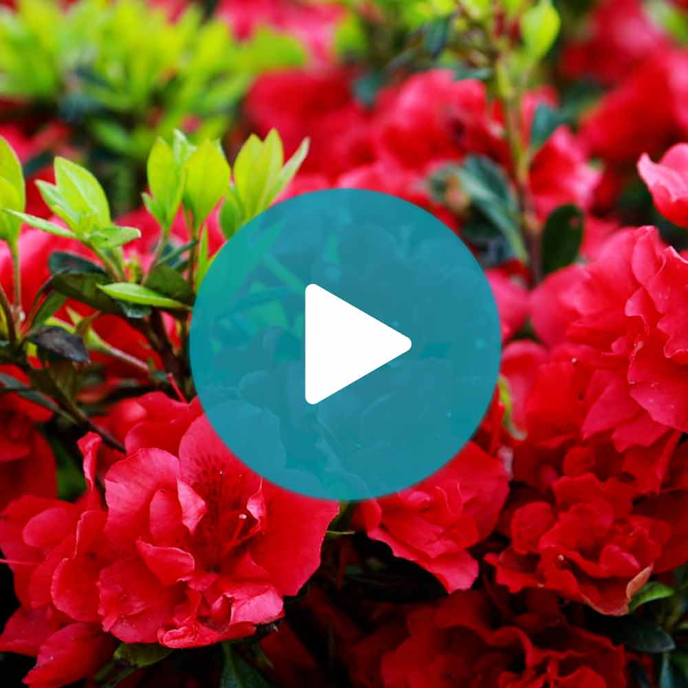 Red Ruffle Azalea Shrub