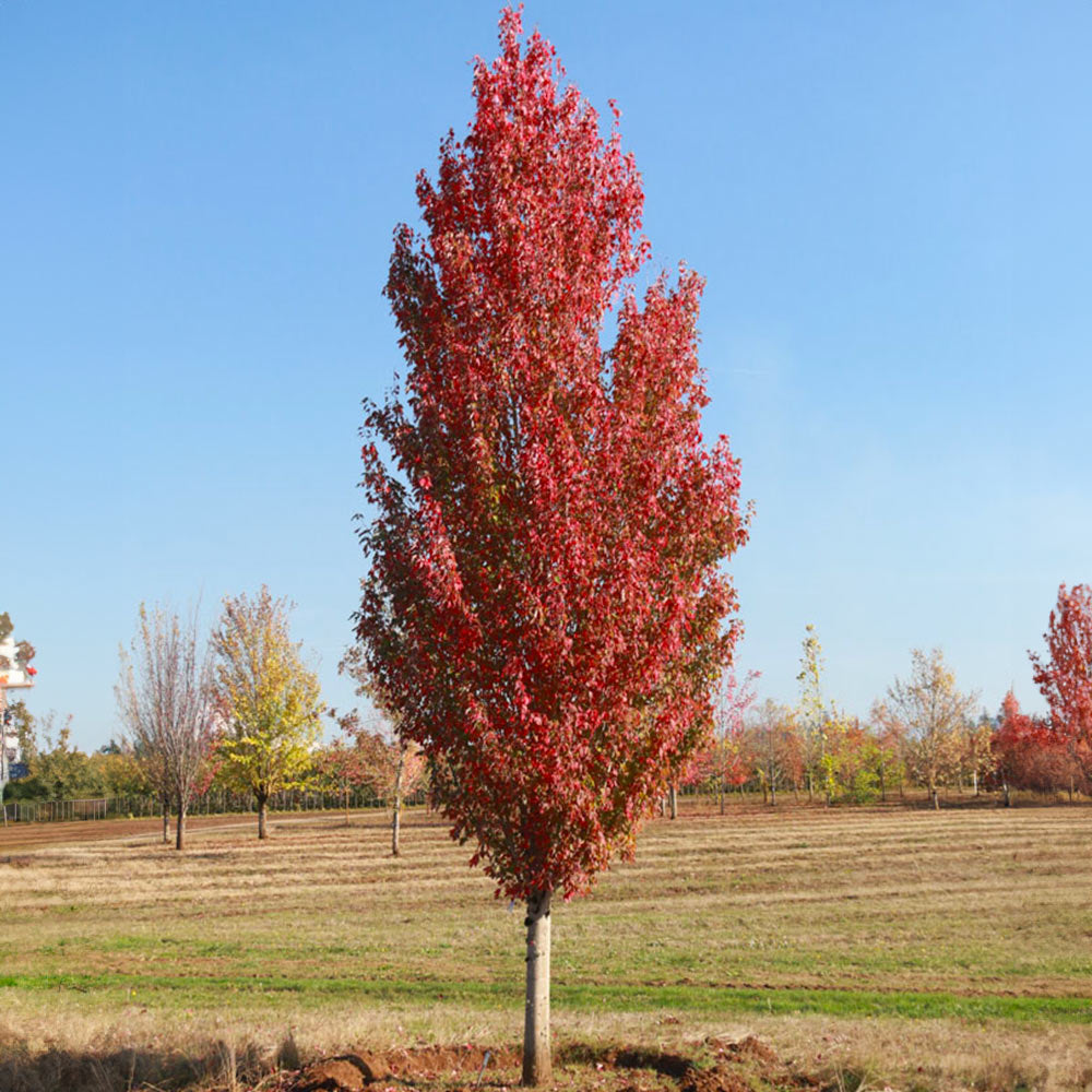 Red Sentinel™ Maple Tree