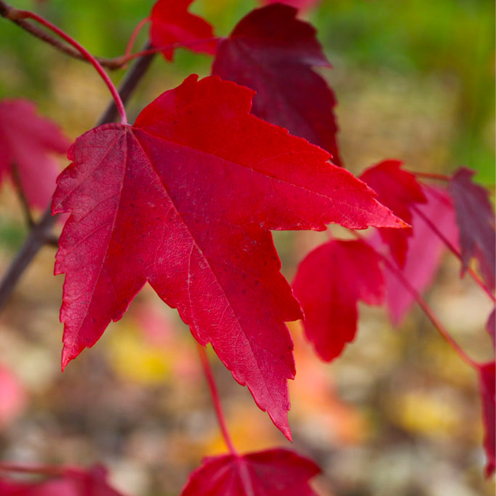 Red Sentinel™ Maple Tree