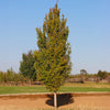 Red Sentinel™ Maple Tree