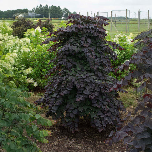 Garden Gems Amethyst Falls Redbud Tree