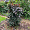 Garden Gems Amethyst Falls Redbud Tree