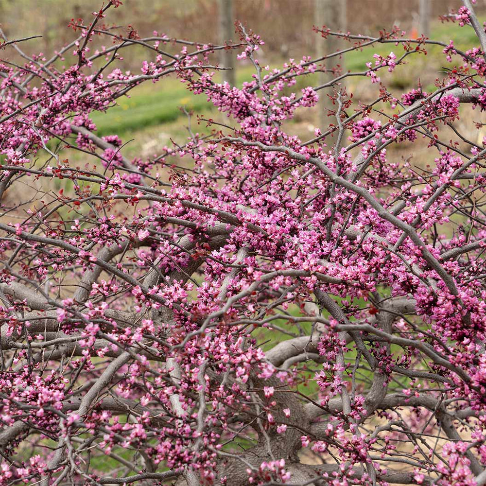Garden Gems Amethyst Falls Redbud Tree