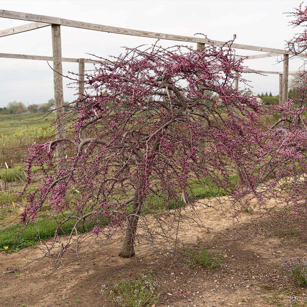 Garden Gems Amethyst Falls Redbud Tree
